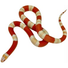 Φίδι Milksnake albino Φίδι Milksnake albino