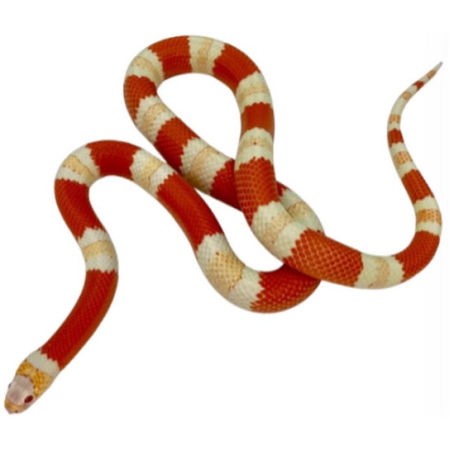 Φίδι Milksnake albino Φίδι Milksnake albino