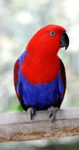 Παπαγάλος Εlectus Female | Petshop Samolis