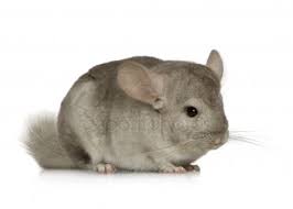 Chinchilla | Petshop Samolis