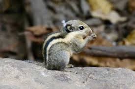 Himalayan striped squirrel