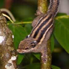 Himalayan striped squirrel