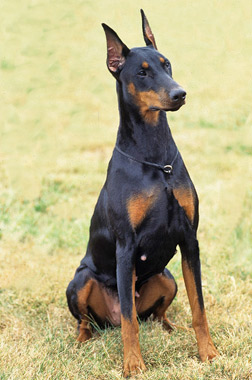 Doberman | Petshop samolis