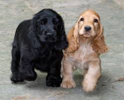 English Cocker Spaniel | Petshop Samolis