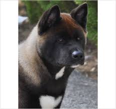 American Akita Dog | Petshop Samolis