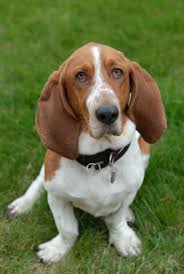 Basset Hound | Petshop samolis