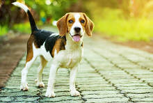Σκυλιά Beagle | Petshop Samolis