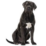 Cane Corso | Petshop samolis