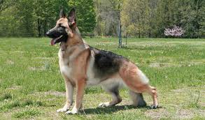 German Shepherd | Petshop Samolis