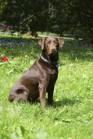 Labrador Chocolate | Petshop Samolis