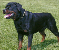 Rottweiler | Petshop Samolis