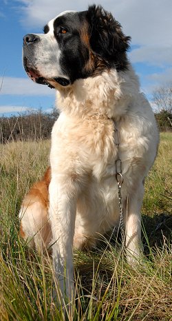 Saint Bernard Dog | Petshop Samolis