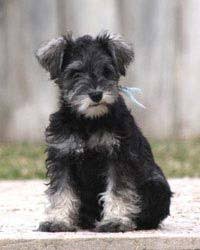 Schnauzer Mini Terrier | Petshop Samolis